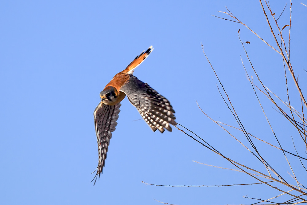 American kestrel perched on branch overlooking open habitat used for hunting