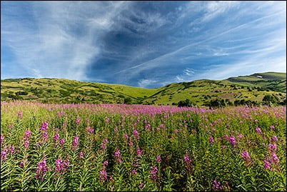 Hope Landscape/Wildflower Workshop