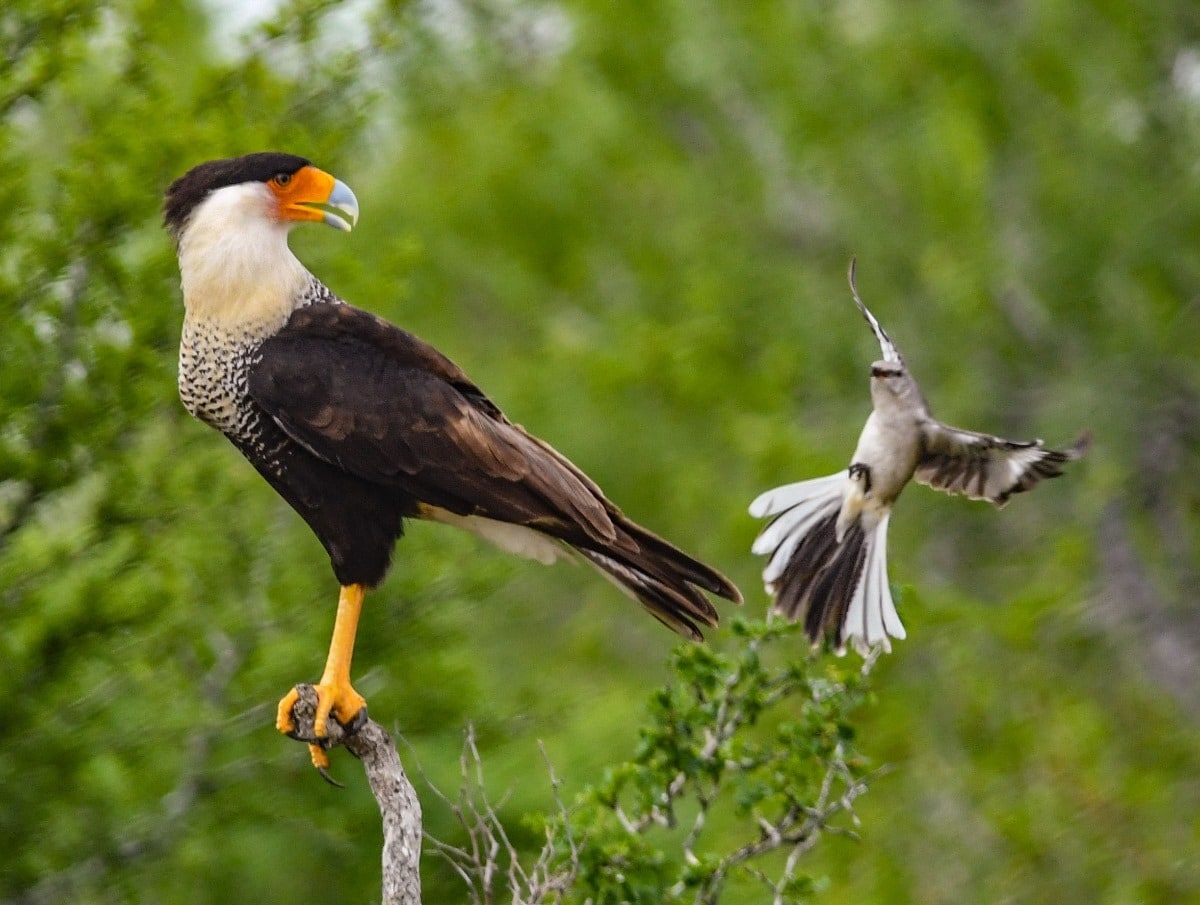 Mockingbird Attacking Caracara