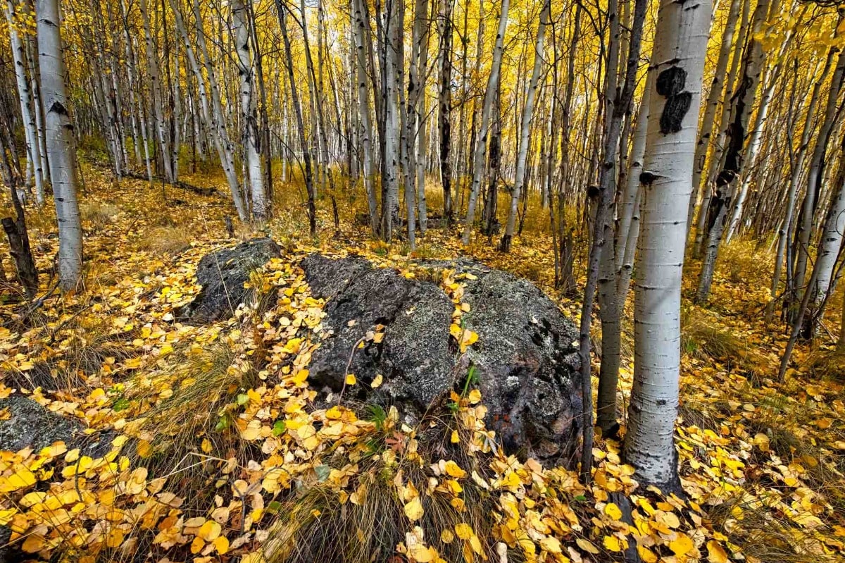 Aspen Carpet - Colorado aspen grove