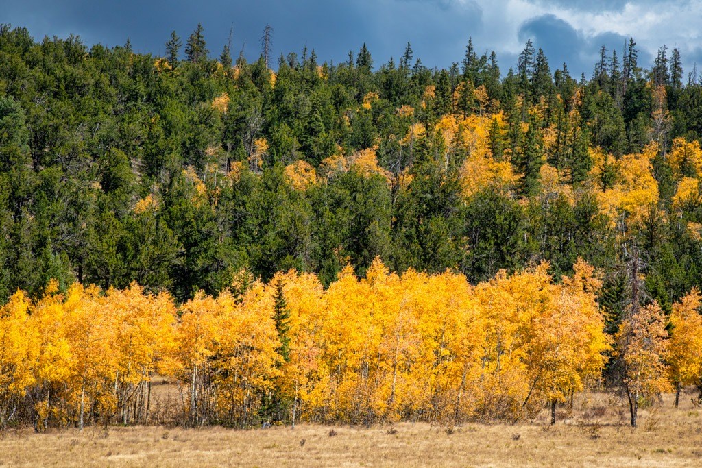 Aspen Row - Colorado autumn photography