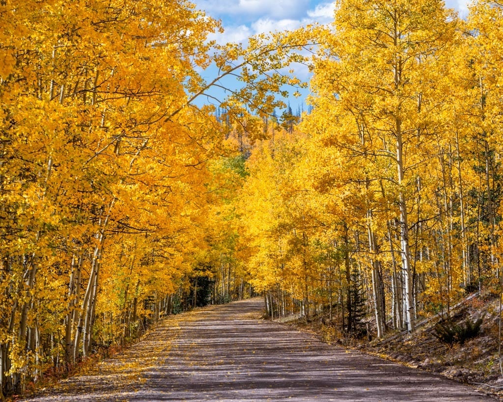 Aspen Drive - Colorado autumn colors