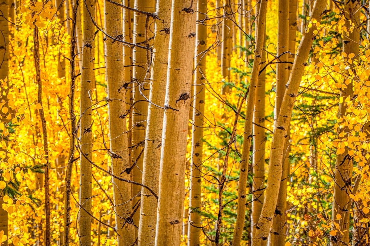 Colorado Glory - aspens in the fall