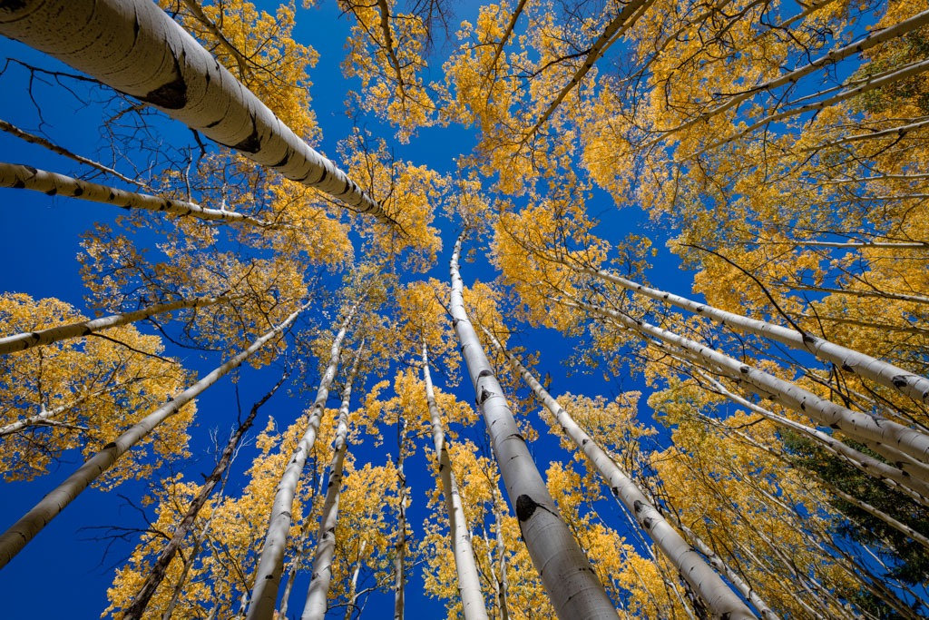 Autumn Reach - Colorado aspens in full fall color