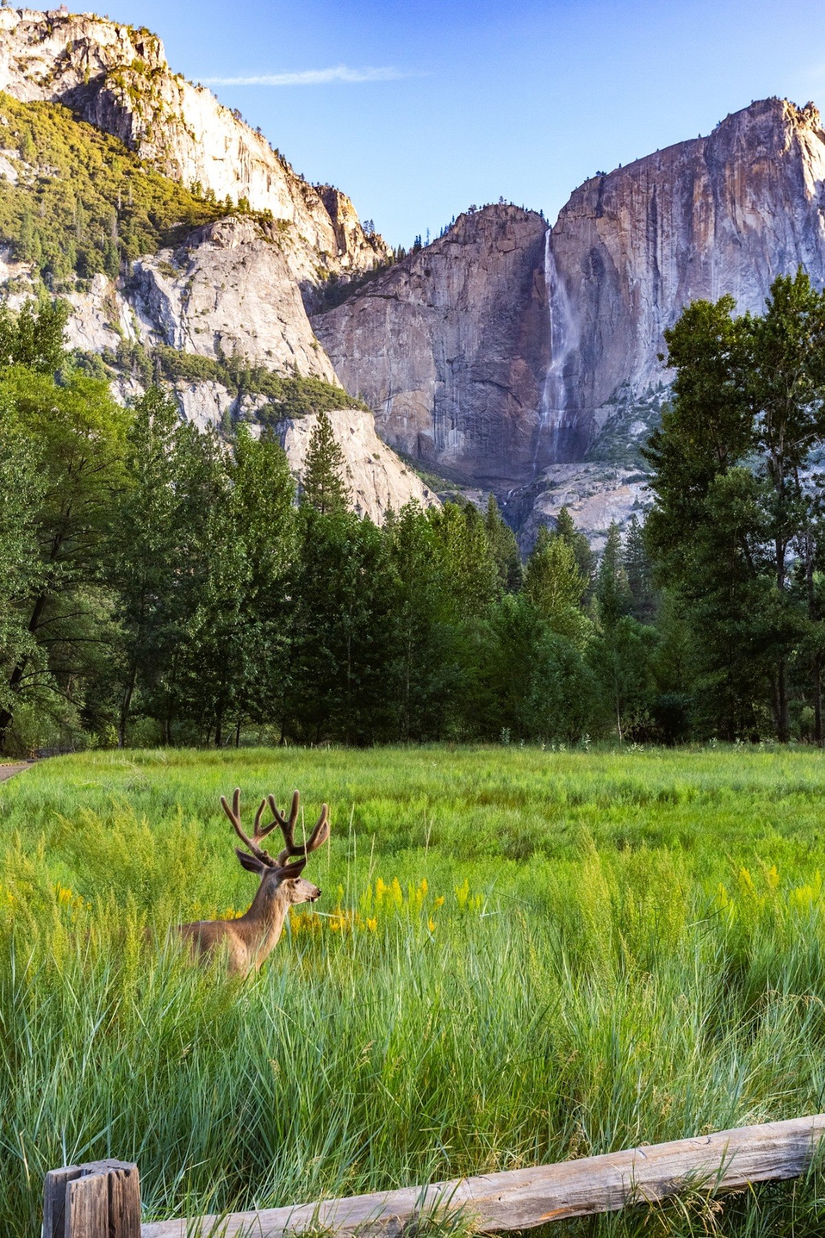 Yosemite Falls with Mule Deer