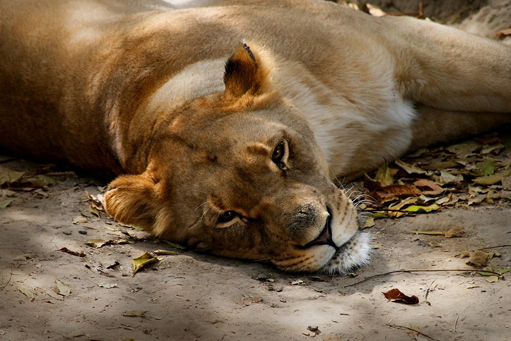 Sleepy Lion