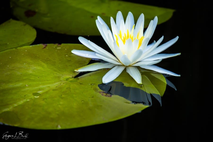 Behind the Lens: White Lily
