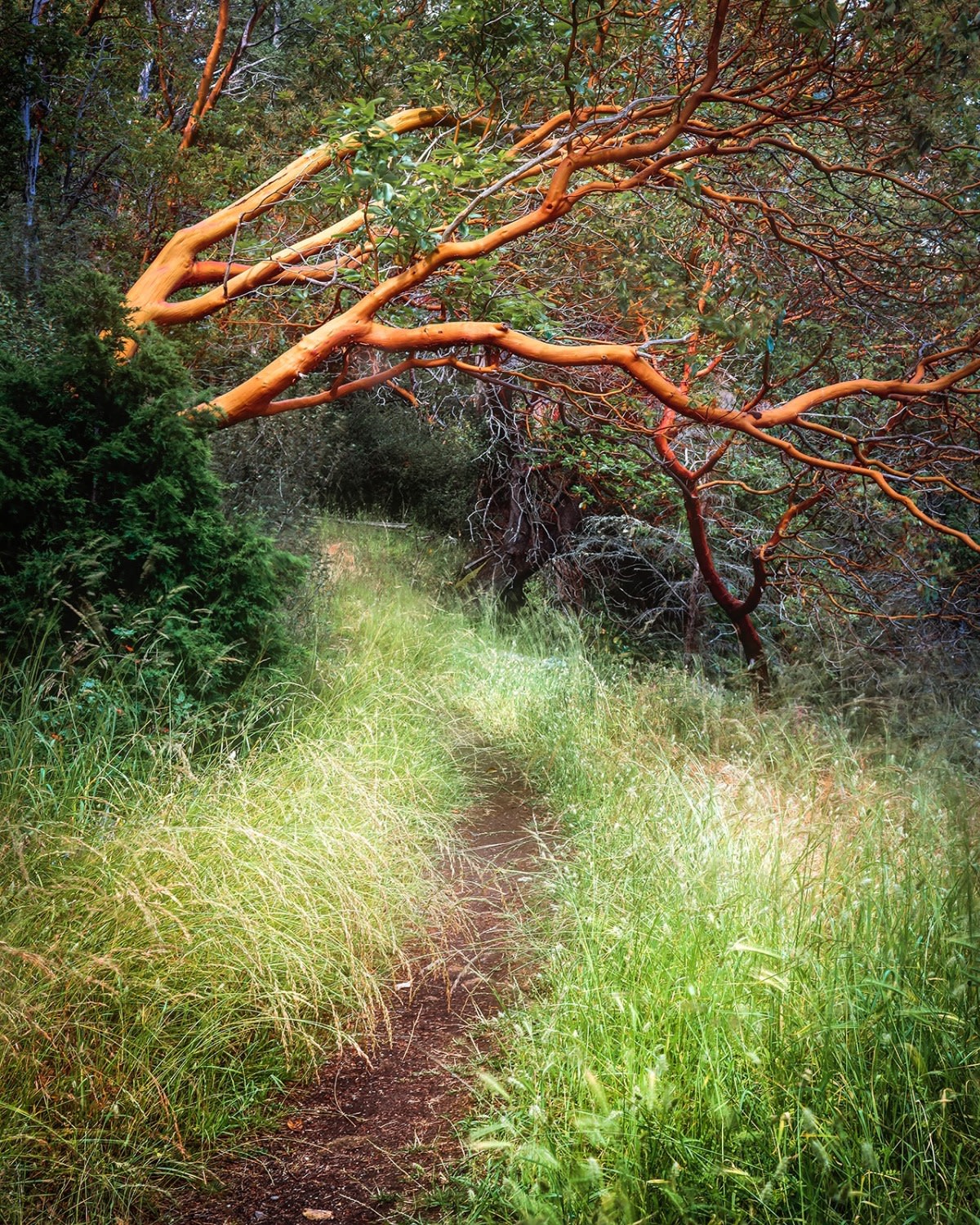 "Summer Pathway" by Mark Bergsma