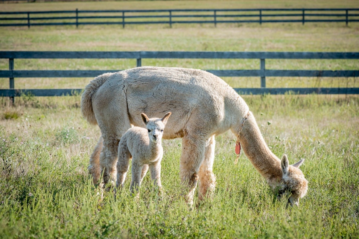 Island Alpaca Co. of Martha's Vineyard