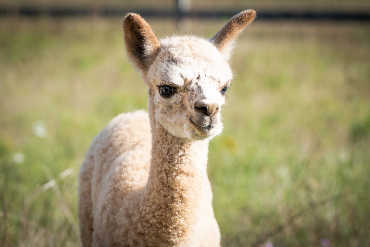 Island Alpaca Co. of Martha's Vineyard