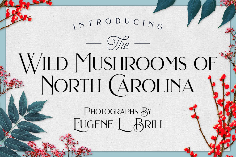 Wild Mushrooms