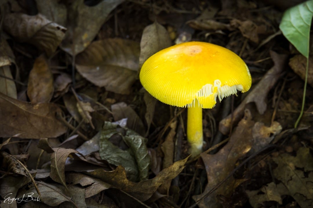 Yellow Mushroom Eugene Brill Photo