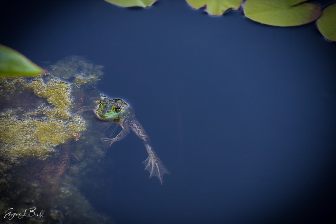 Pond Frog