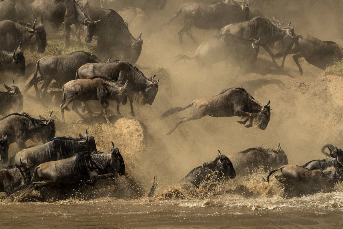 The Mara River Leap