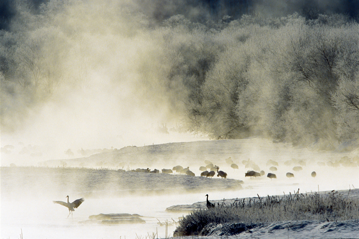 Cranes In The Mist