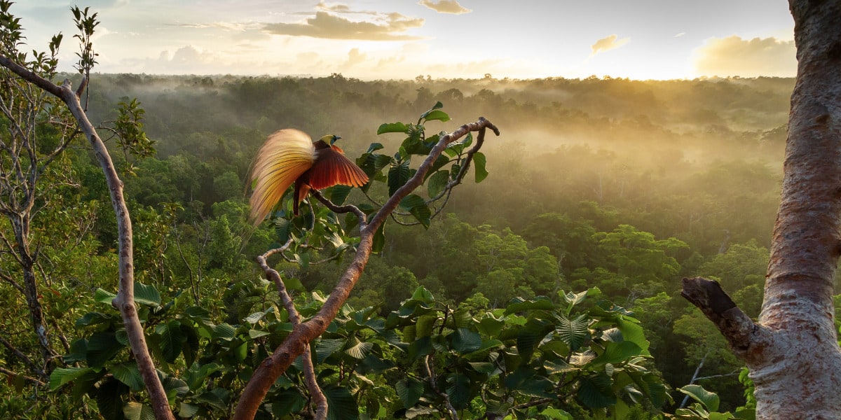 Bird-of-Paradise Sunrise