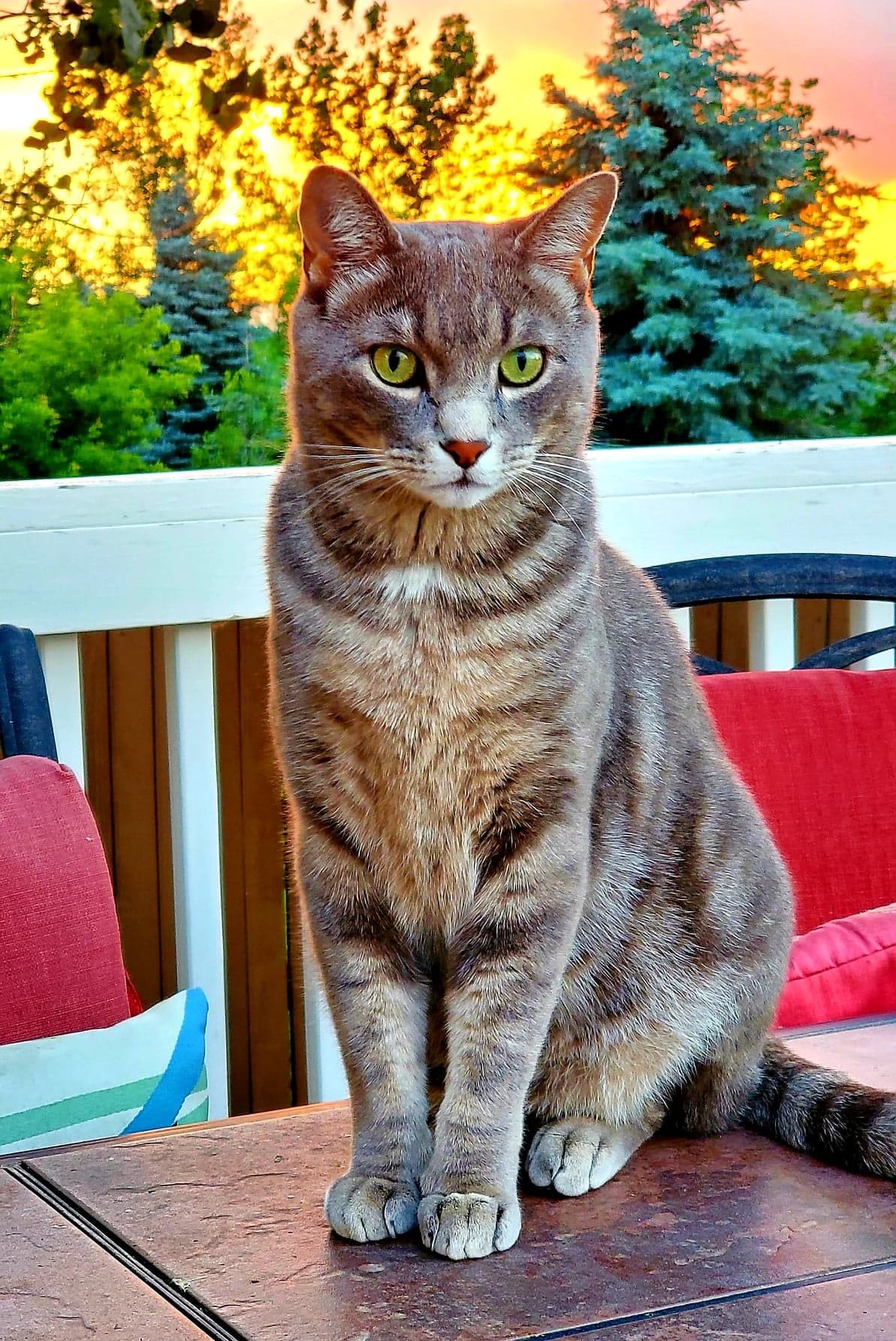 cat posing at sunset