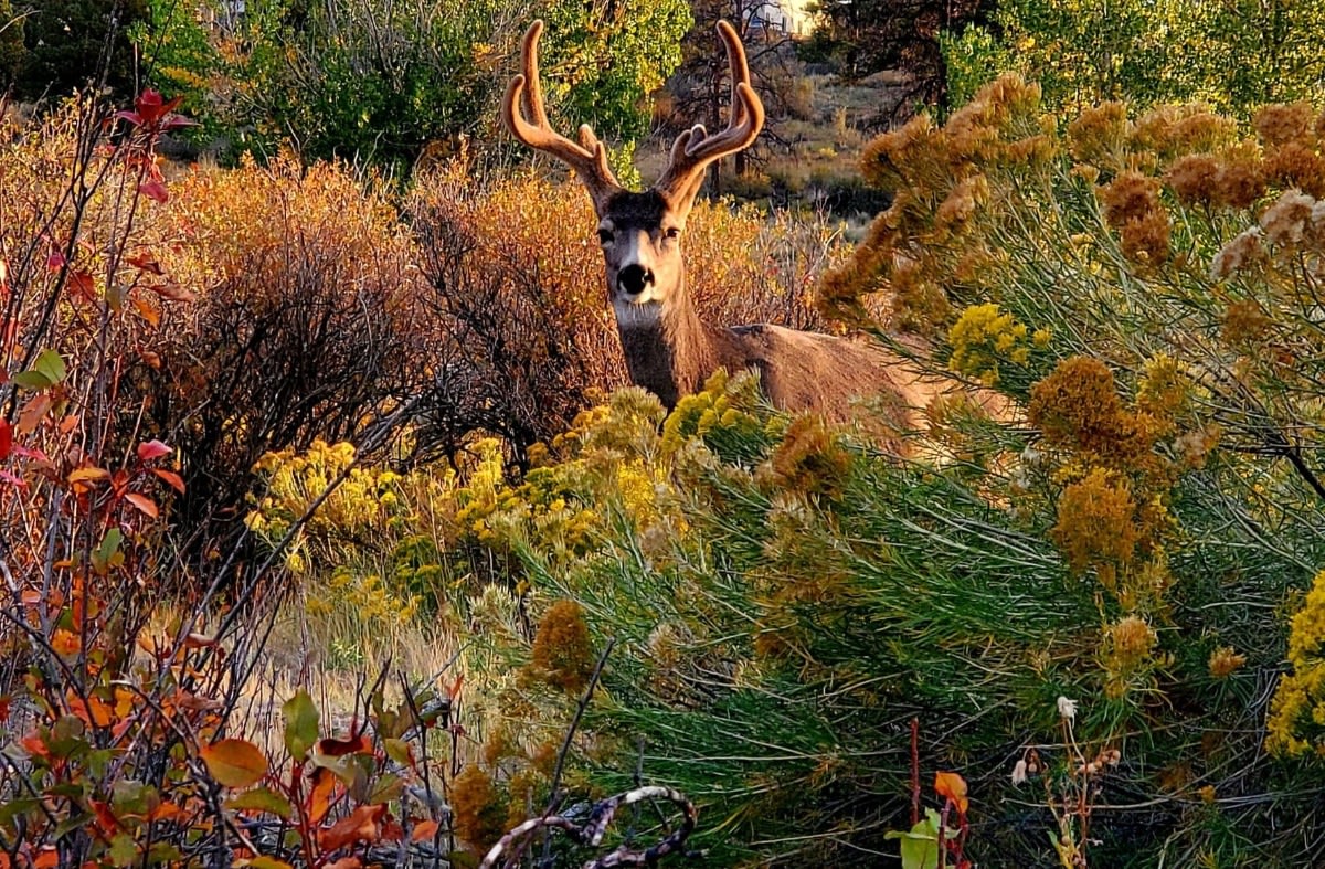 autumn deer with antlers