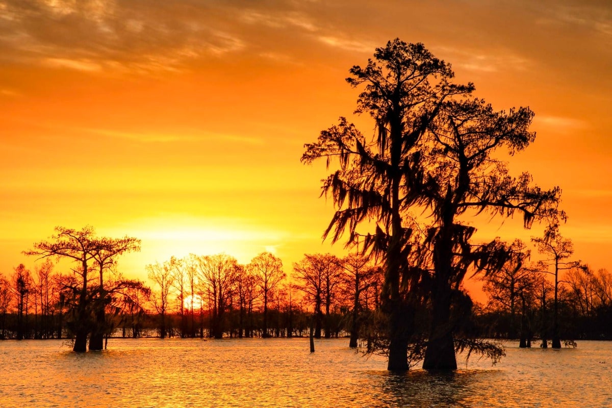 The Little Big Cup - Summer Bayou Sunsets 🌅🐍🍃