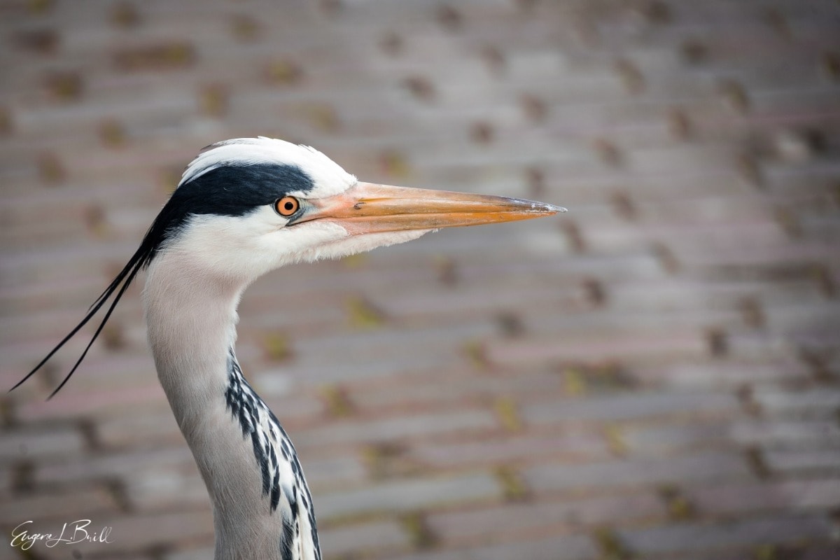 Great Blue Heron by Eugene Brill