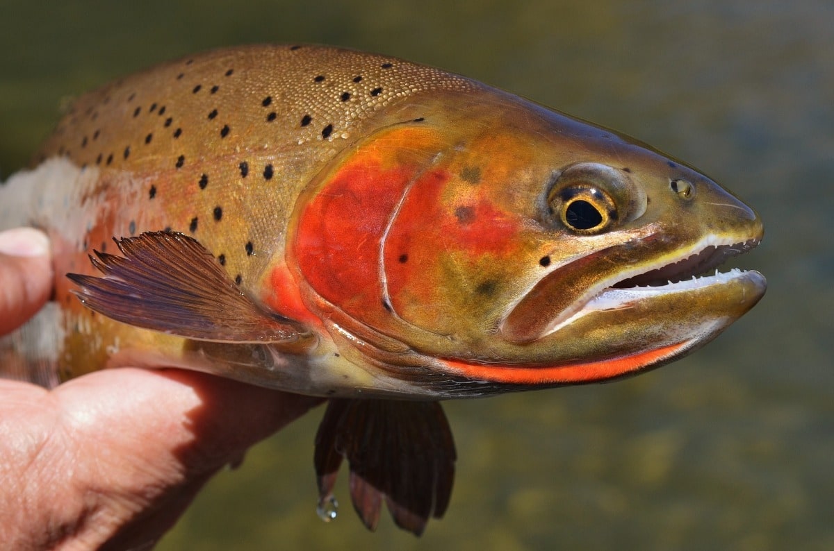 Indian Peaks Wilderness Cutthroat Trout (Part 3: Sky's the Limit Fishing at  12,000')1080p 
