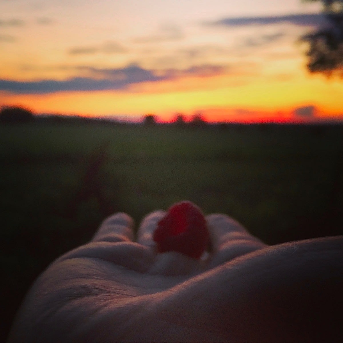 Raspberry Sunset ©MarieStephensArt