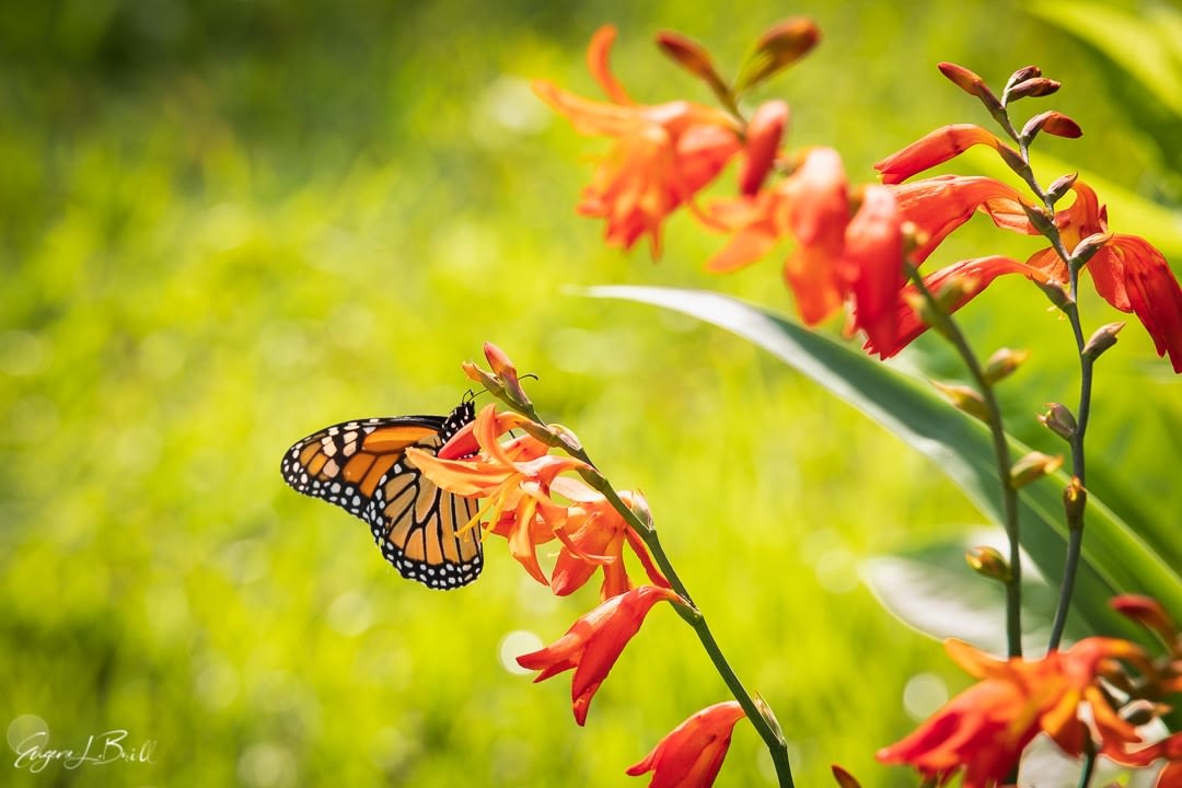 Wildlife Photography by Eugene Brill