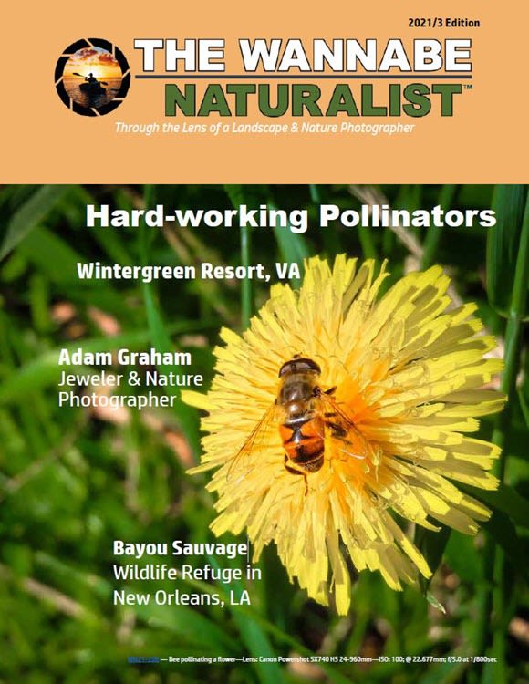 2021/3 Subscribe to The Wannabe Naturalist Magazine