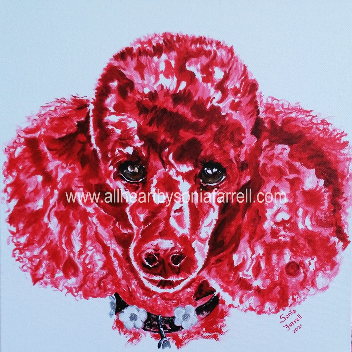 More about Dolly Bird, the French Miniature Poodle