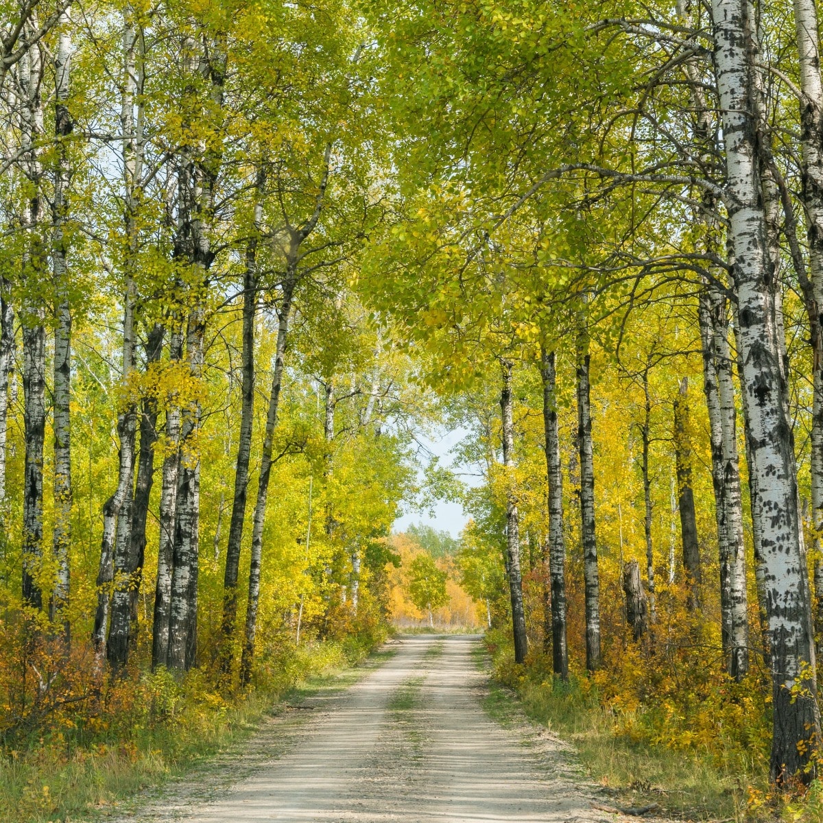 2022 Calendar Cover - Autumn forest path, Manitoba