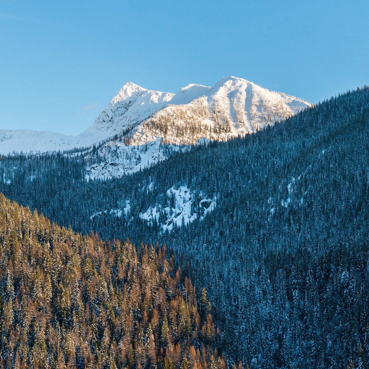 2022 Calendar Cover - Winter Light Mountains & Forest