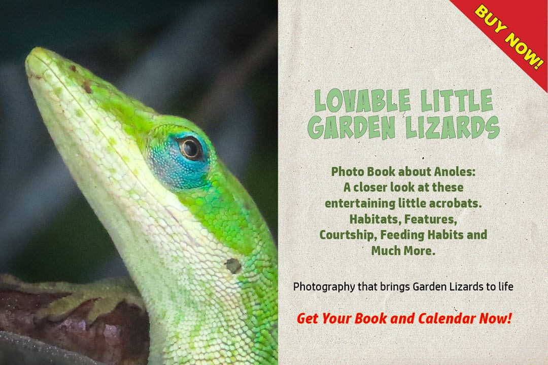 Garden Lizards Photo Book