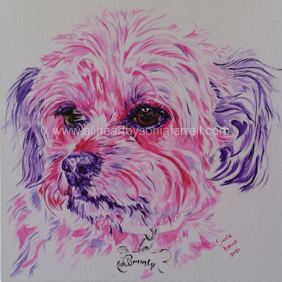 More about Bronty the Maltese Shih Tzu Chihuahua cross