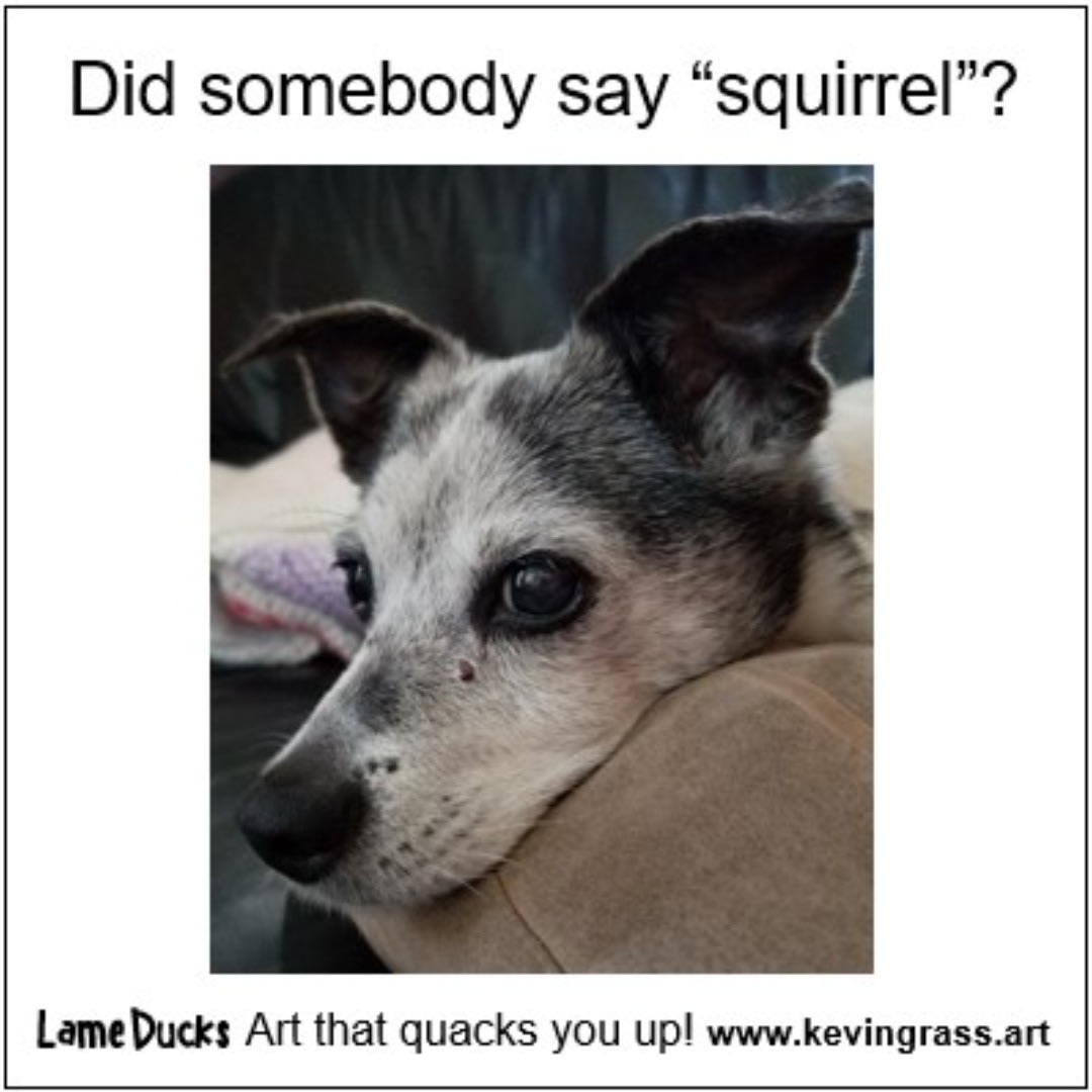 Say squirrel meme