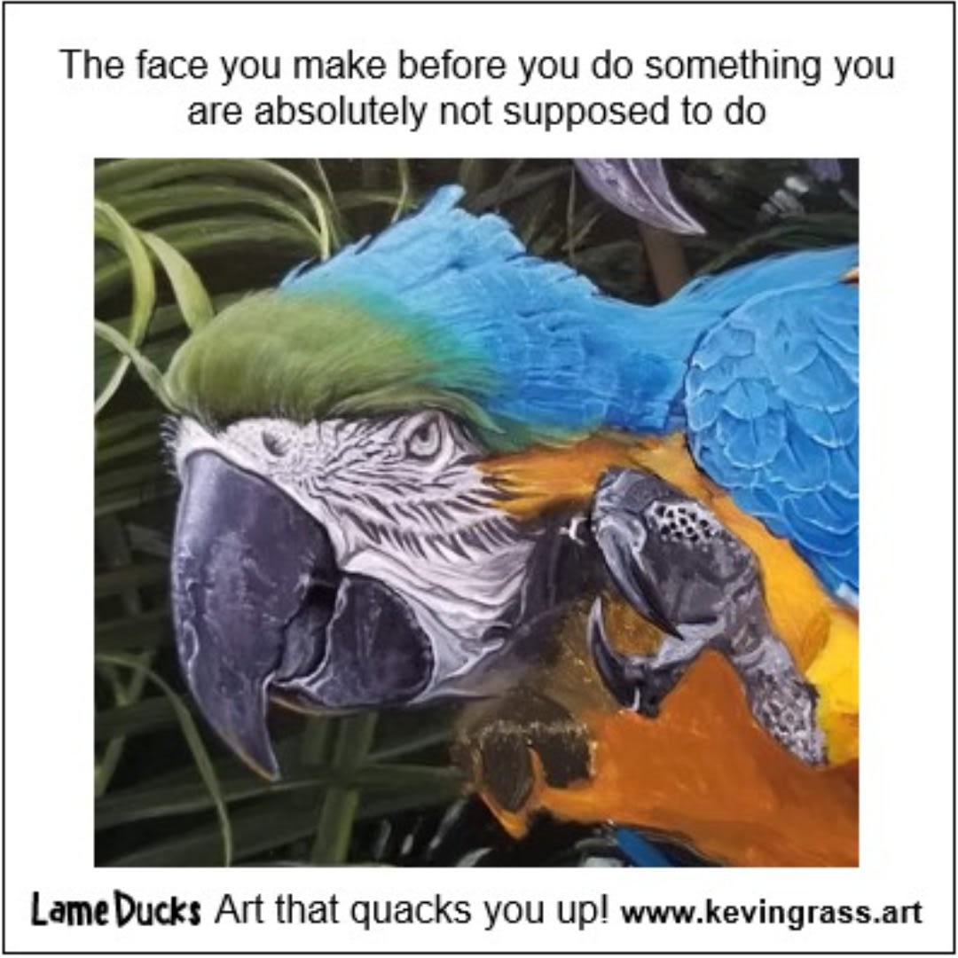 Macaw meme
