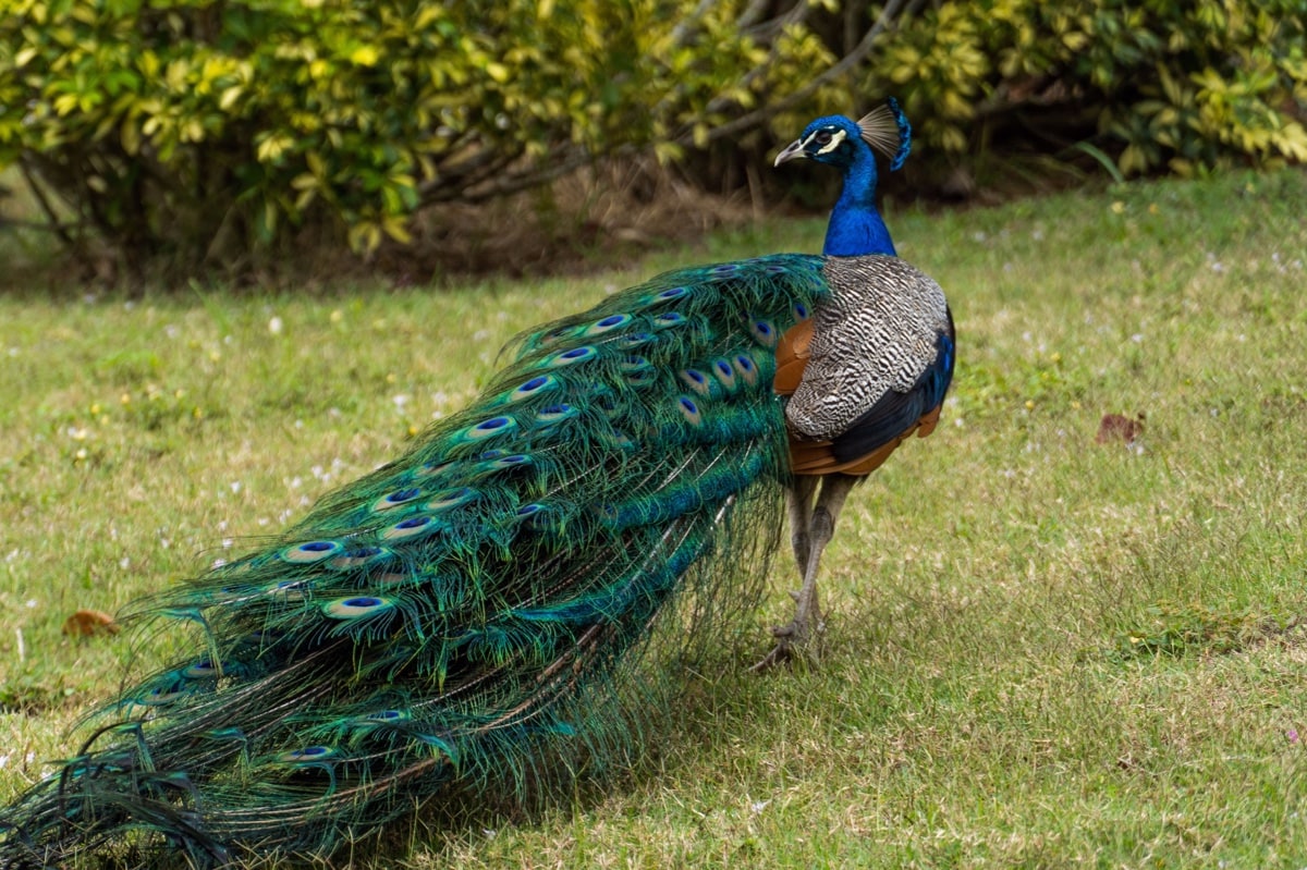 The Feral Peacocks of Cape Canaveral