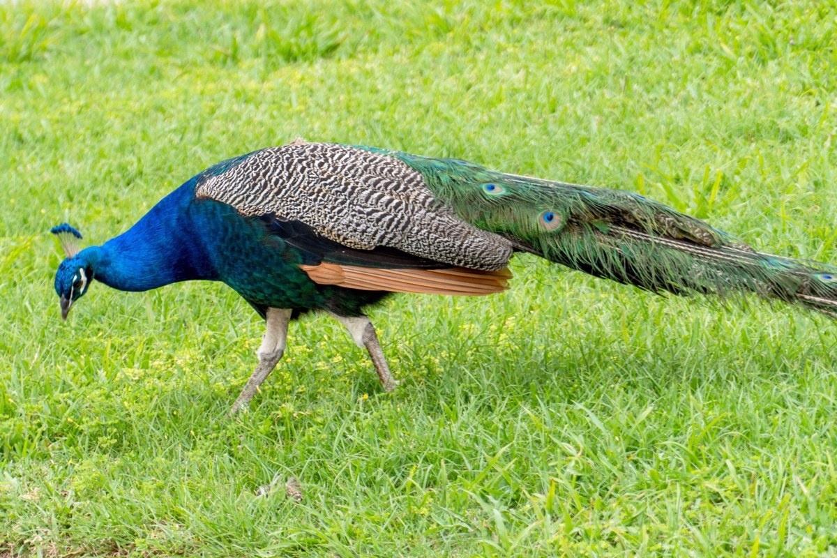 The Feral Peacocks of Cape Canaveral