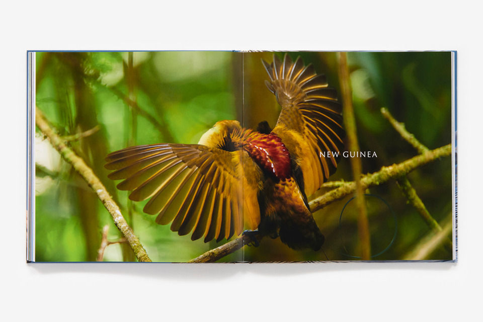 Bird Planet Book | Tim Laman Photography