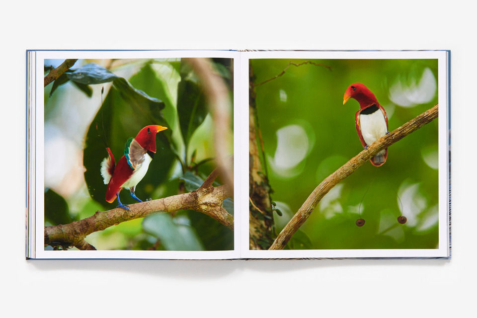 Bird Planet Book | Tim Laman Photography