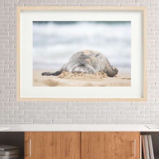 Wildlife Photography