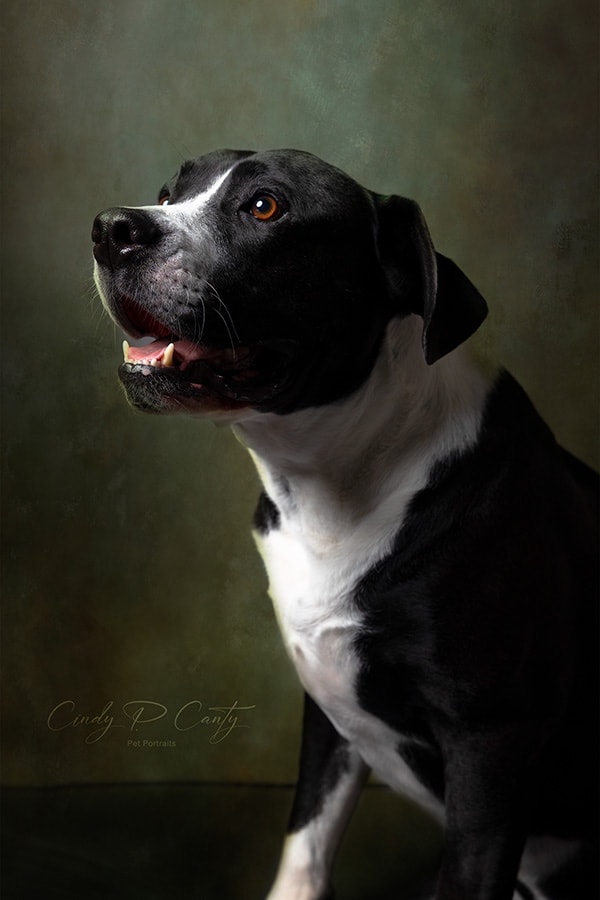 Fine Art Pet Portraits C Canty Studios   Gyrfrv5xe9glgcm0ppuq 