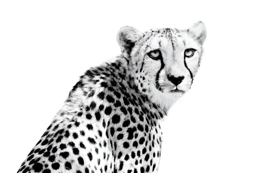 Cheetah in Black and White