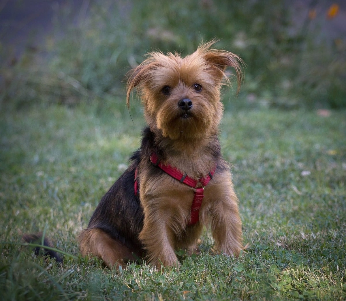 Pet Gallery