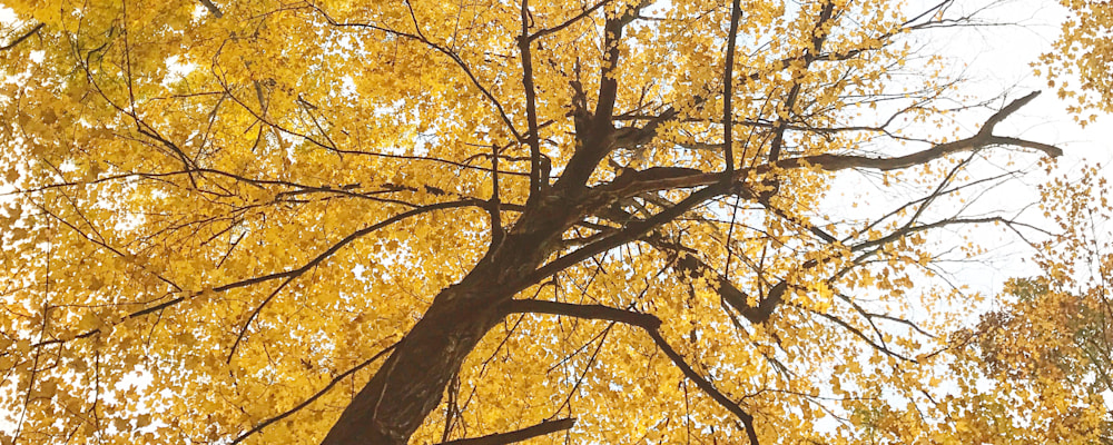 
        <div class='title'>
          Autumn Clearing
        </div>
       
        <div class='description'>
          
        </div>
      