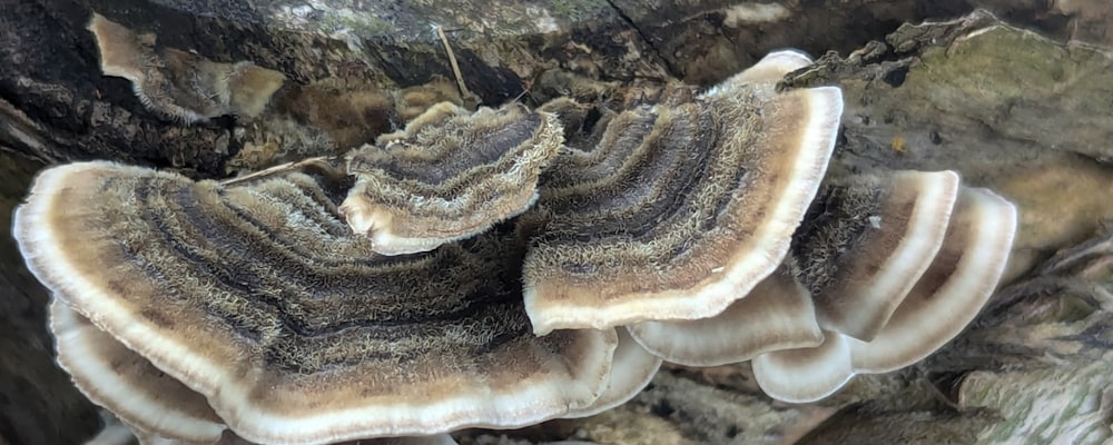
        <div class='title'>
          Tiny Turkey Tail
        </div>
       
        <div class='description'>
          
        </div>
      