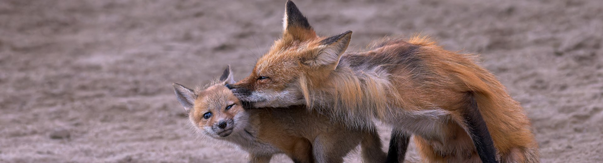 
        <div class='title'>
          Bruce Finocchio Mother Red Fox Grooms Her Kit At Den Entrance Cd33655r5ii bill
        </div>
       
        <div class='description'>
          
        </div>
      