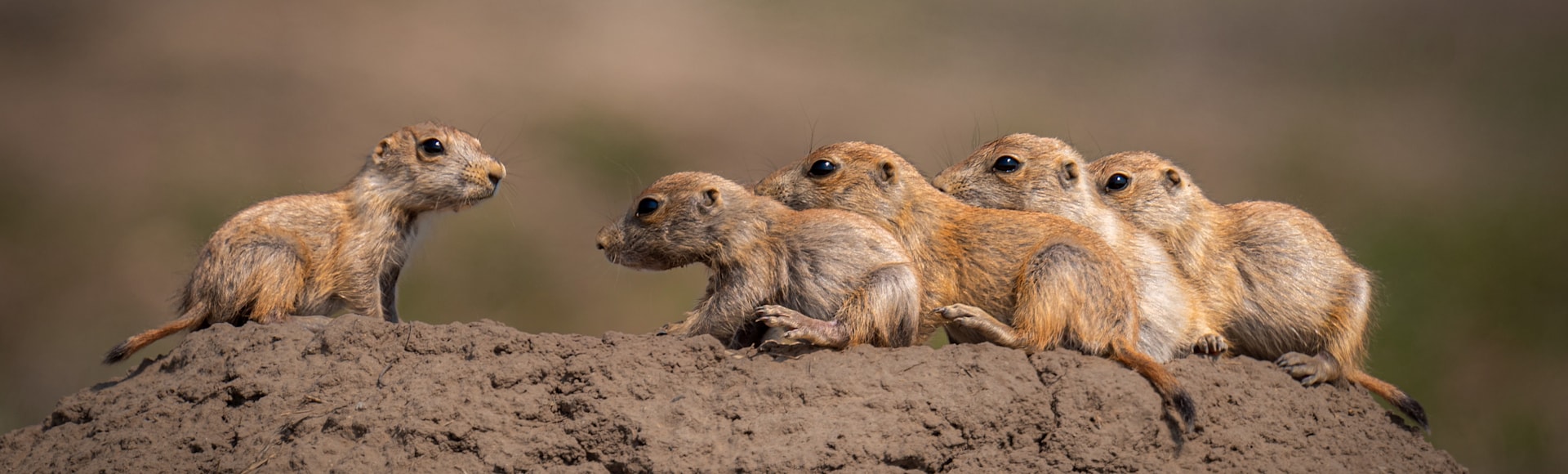 
        <div class='title'>
          Prairie Dogs z1glcq
        </div>
       
        <div class='description'>
          
        </div>
      