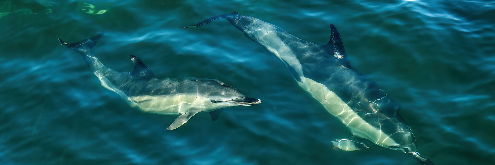 
        <div class='title'>
          RICHARD SLATTERY Dolphins
        </div>
       
        <div class='description'>
          
        </div>
      