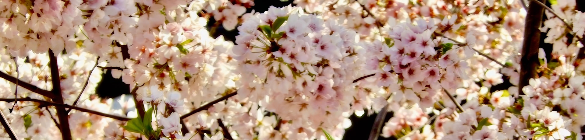 
        <div class='title'>
          Cherry Blossoms DC 2015
        </div>
       
        <div class='description'>
          
        </div>
      