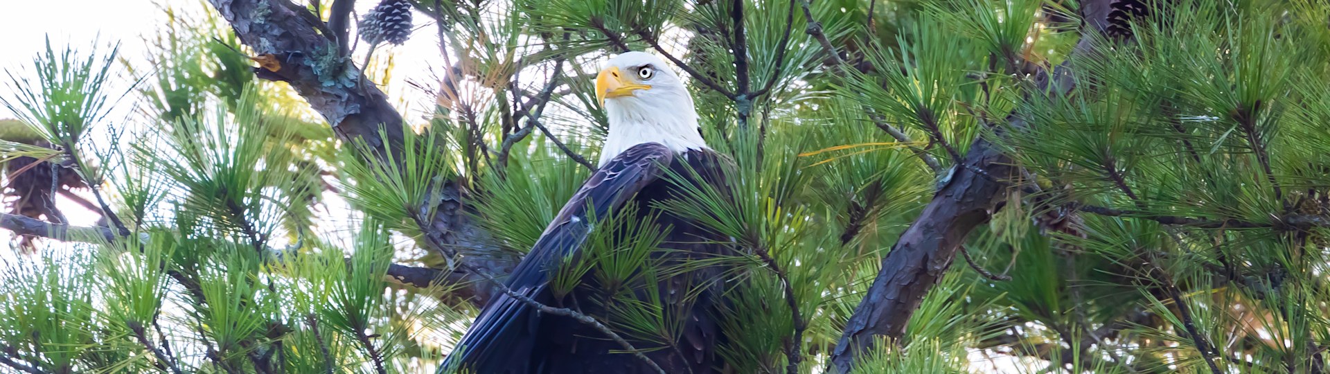 
        <div class='title'>
          bald Eagle full jpg
        </div>
       
        <div class='description'>
          
        </div>
      